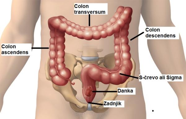 Struktura debelega črevesa in danke